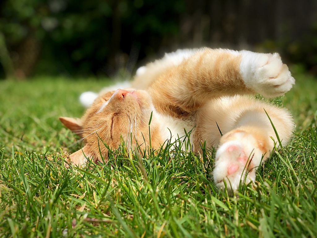 Orange katt som ligger på gresset