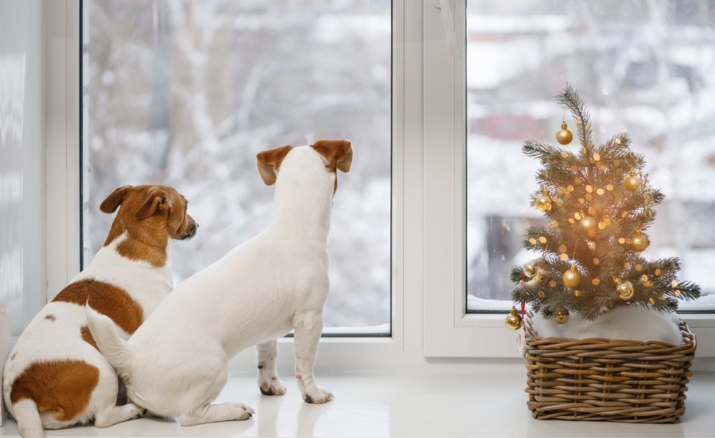 To hunder som titter ut av vindu ved siden av et lite juletre