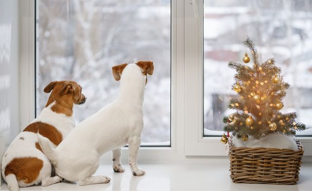 To hunder som titter ut av vindu ved siden av et lite juletre