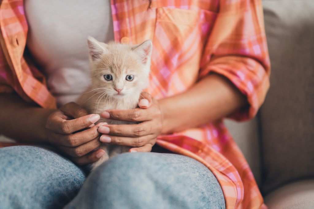 Kattunge som sitter på fanget