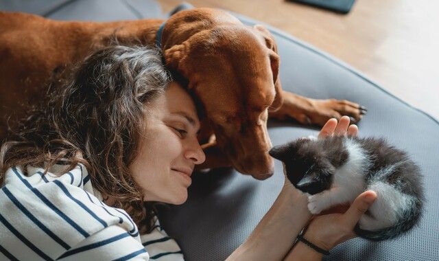 Dane som holder en kattunge i hånden. Ved siden av ligger en brun hund
