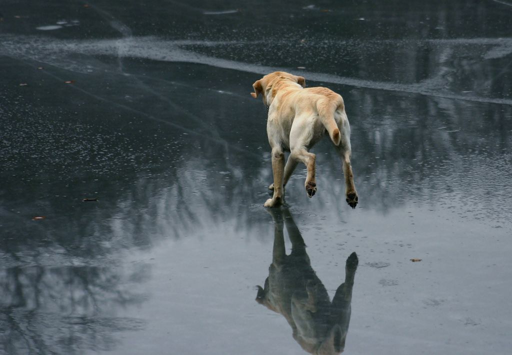 Hund som løper på isen