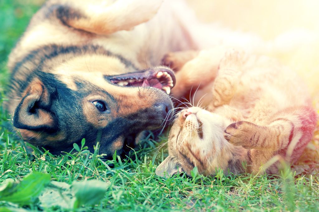 Hund og katt som koser seg på gresset