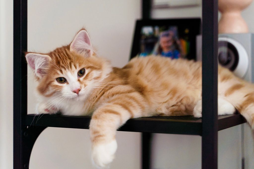SIbirkatt som ligger på en hylle