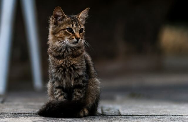 Kattunge som sitter ute