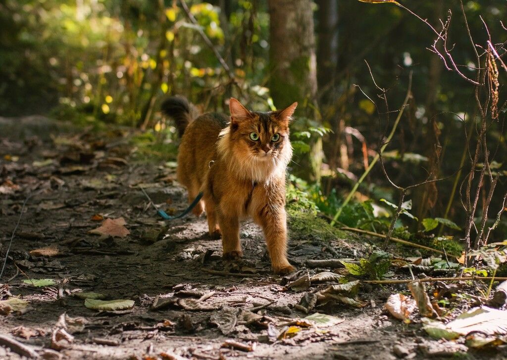 Katt som går tur i skogen