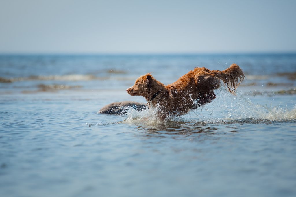 Hund hopper uti vannet