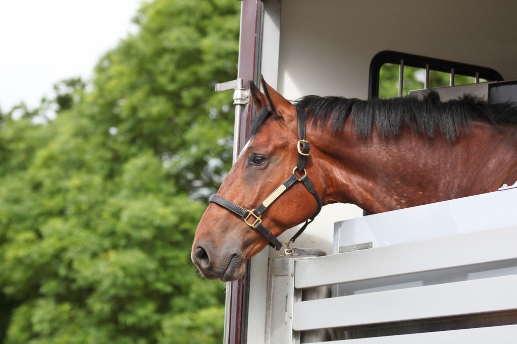 Hest titter ut av hestetransport