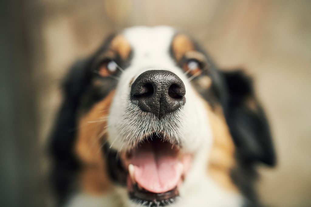 Nærbilde av en border collie.