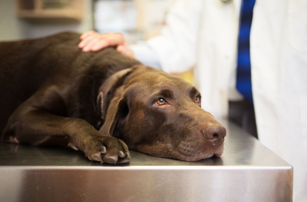 Brun labrador som ligger på et bord hos veterinæren