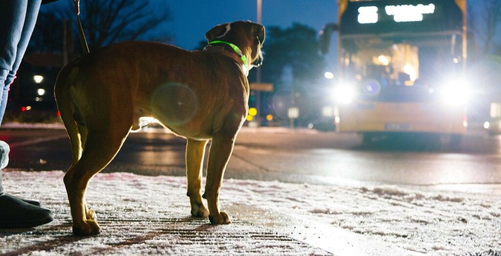 Hund med lysehalsbånd