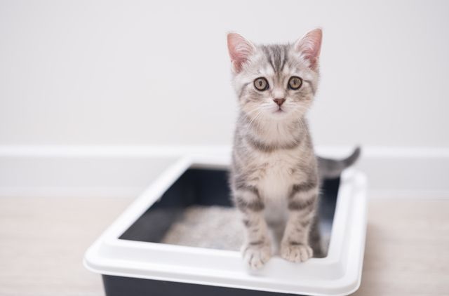Stripete katt som står i et kattetoalett