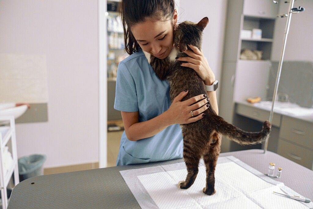 Katt hos veterinæren.