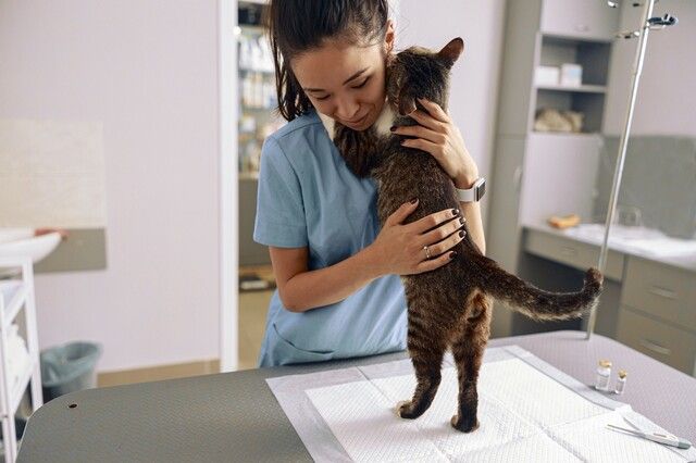 Katt hos veterinæren.