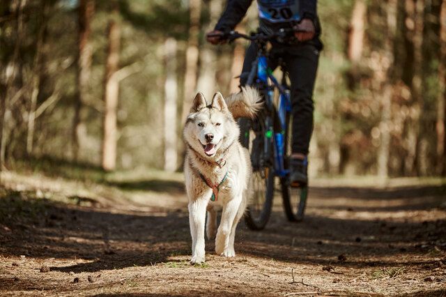 Hund som trekker på sykkeltur