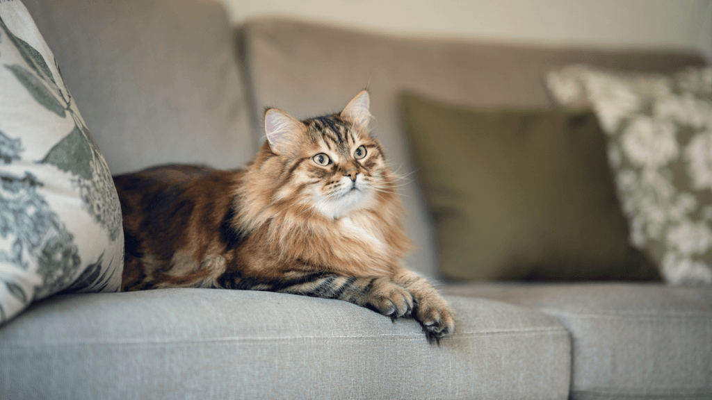 Katt i sofa