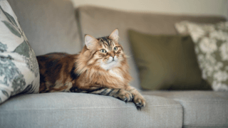 Katt i sofa