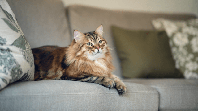 Katt i sofa