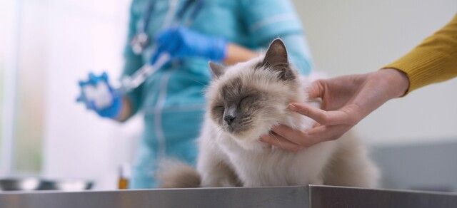 Katt hos veterinæren
