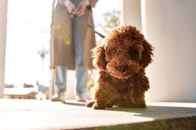 Liten krøllete brun hund i en gang