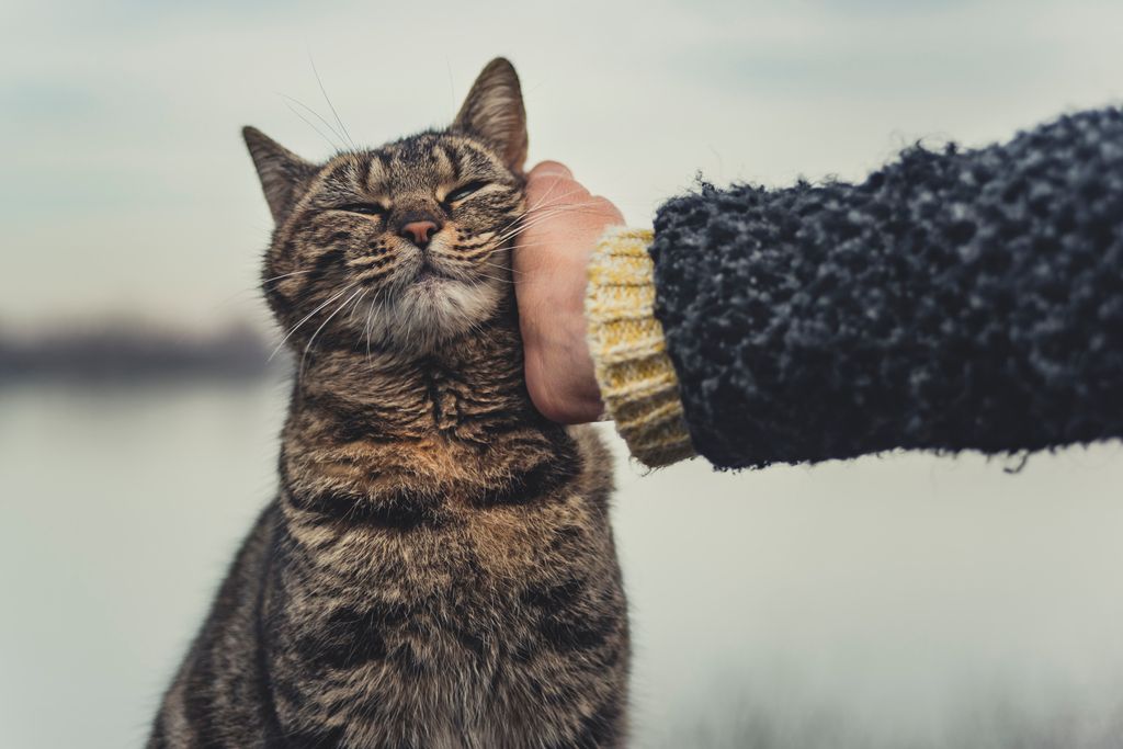 Katt utendørs blir koset med