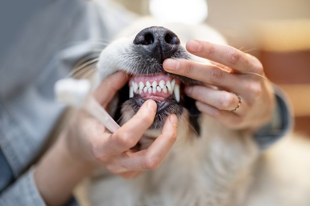 Hundetenner