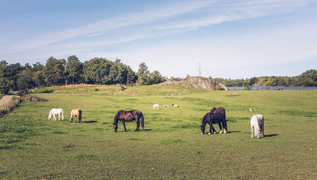 Hester på beite