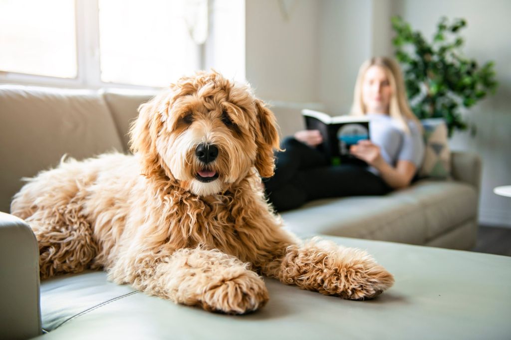 Goldendoodle poserer ute i grønne omgivelser