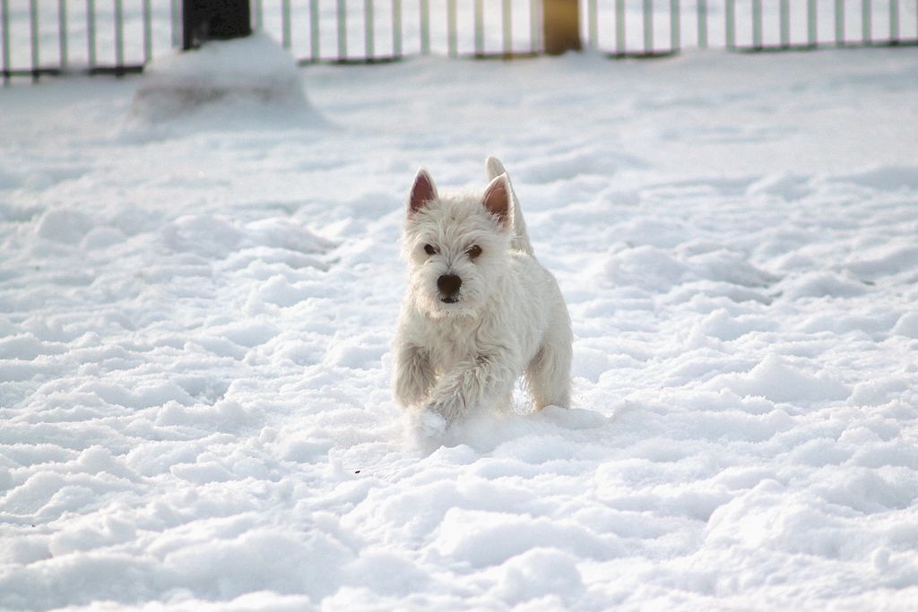 Hund i snø.