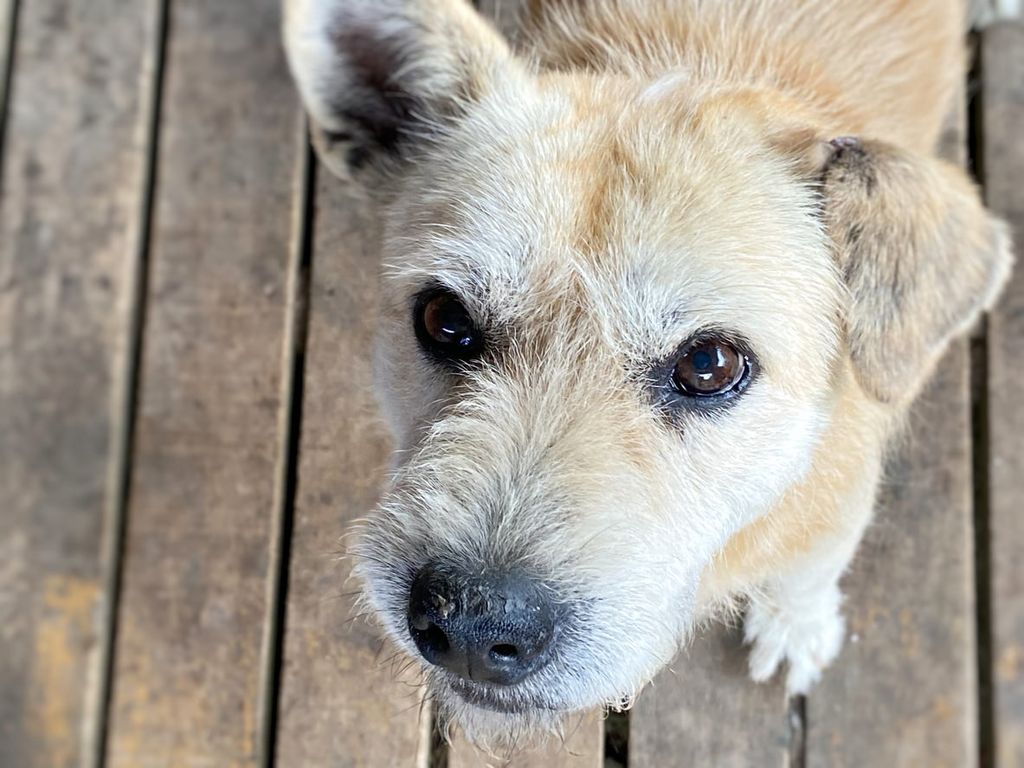 Hund med torr och flagnande nos. 
