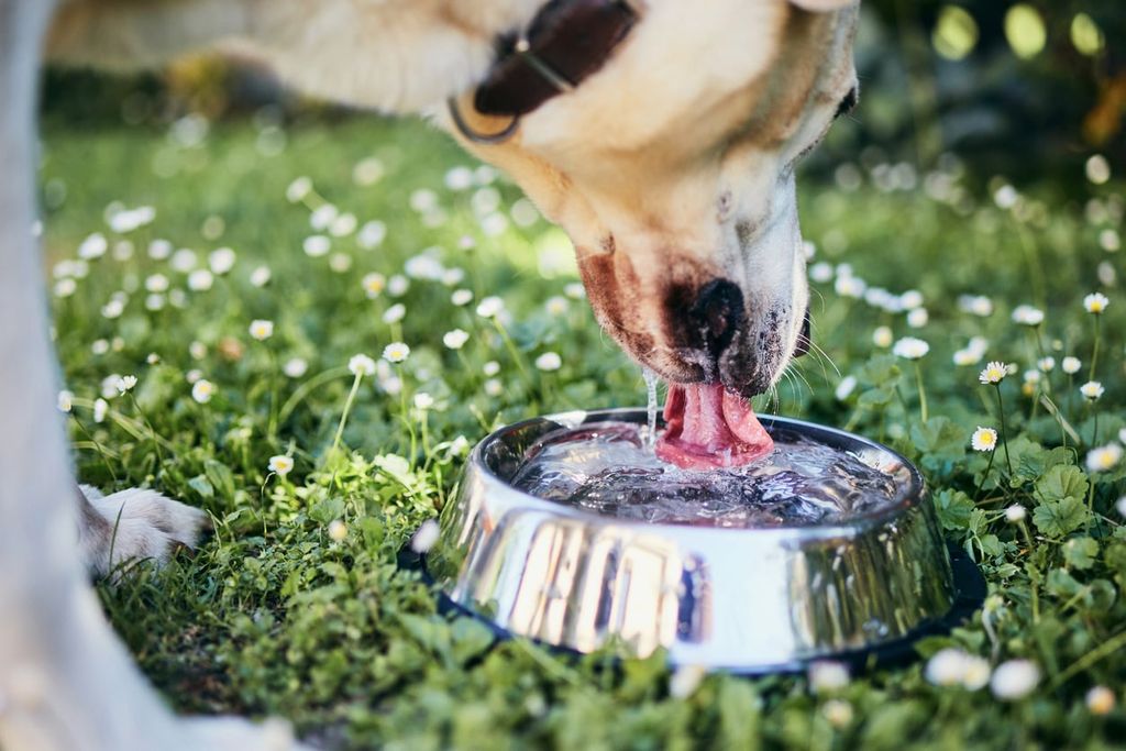 Hund som dricker mycket kan vara ett tecken på sjukdom. 