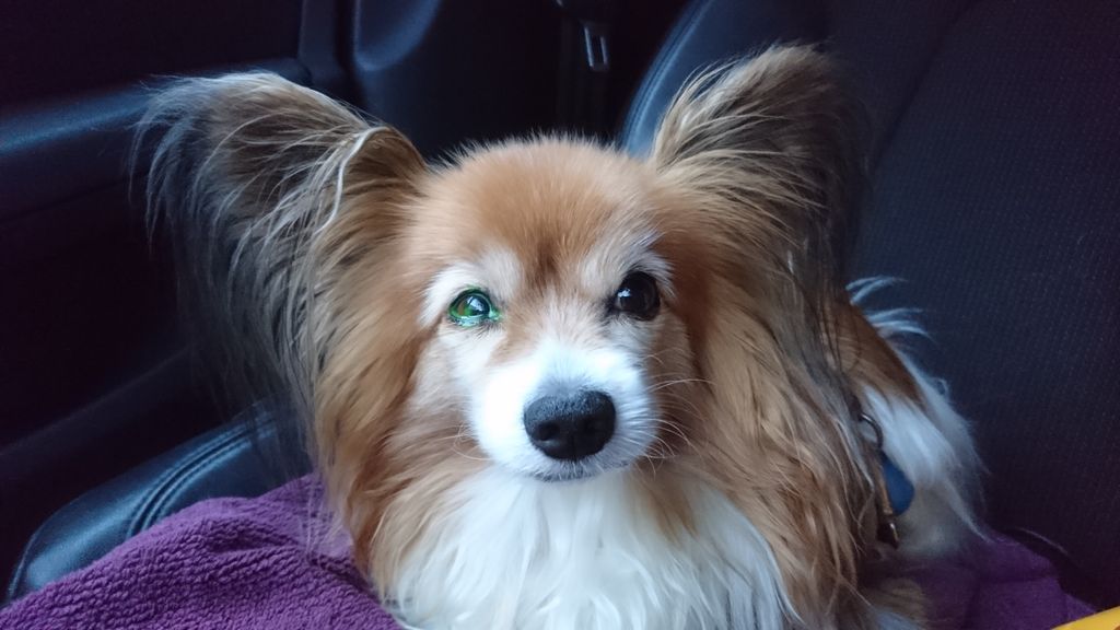 En veterinær har påført et spesielt fargestoff som fester seg på det skadede området på hornhinnen.