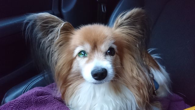 En veterinær har påført et spesielt fargestoff som fester seg på det skadede området på hornhinnen.