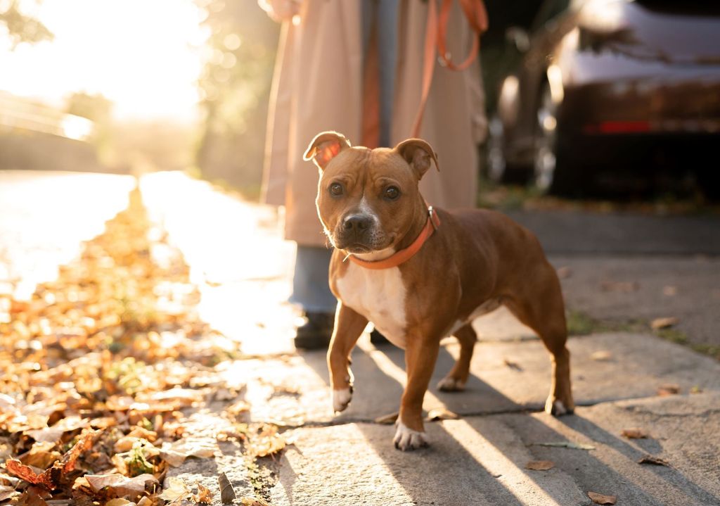 Staffordshire bull terrier på tur i høstsolen