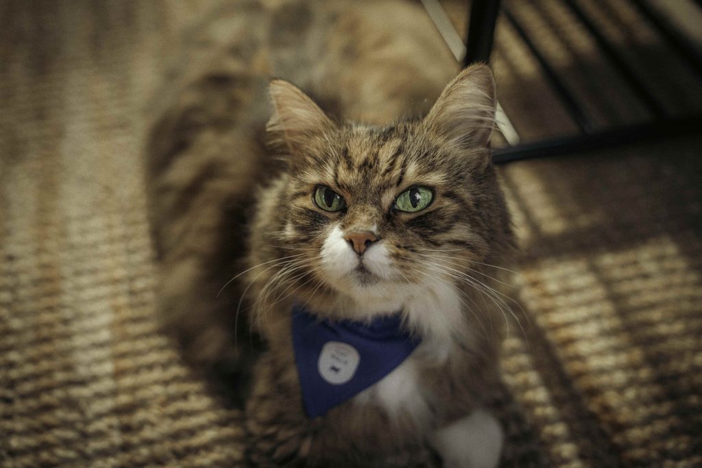 Katt med katteparadenskjerf