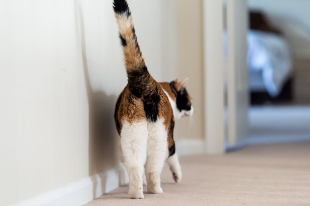 Katt som går i gangen