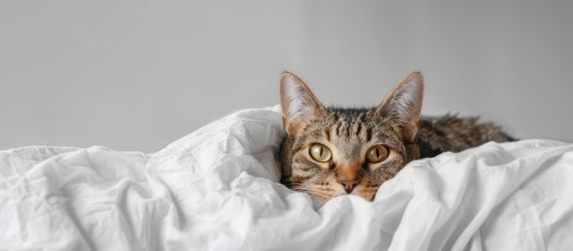 En katt med bukspyttkjertelbetennelse kan trekke seg mer unna enn vanlig.