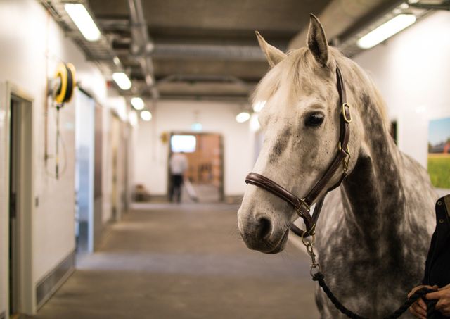 En hvit hest står inne i en stall