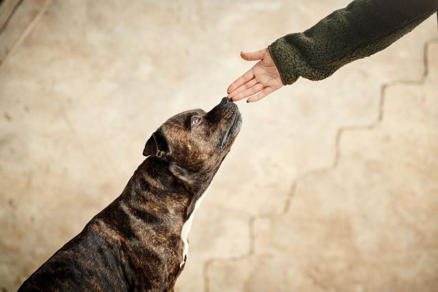 Hund snuser på eieren sin hånd