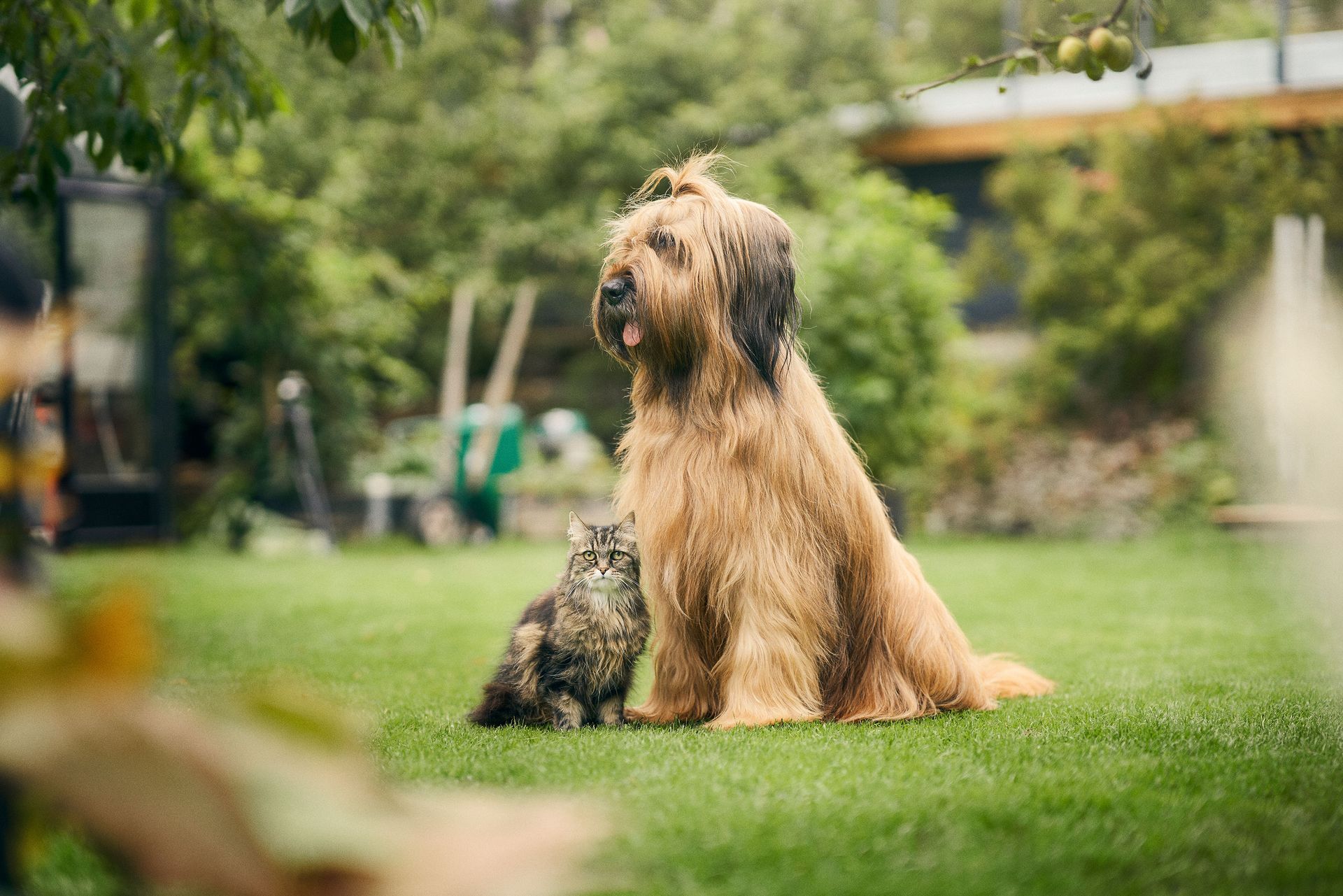 Hund og katt sitter ute