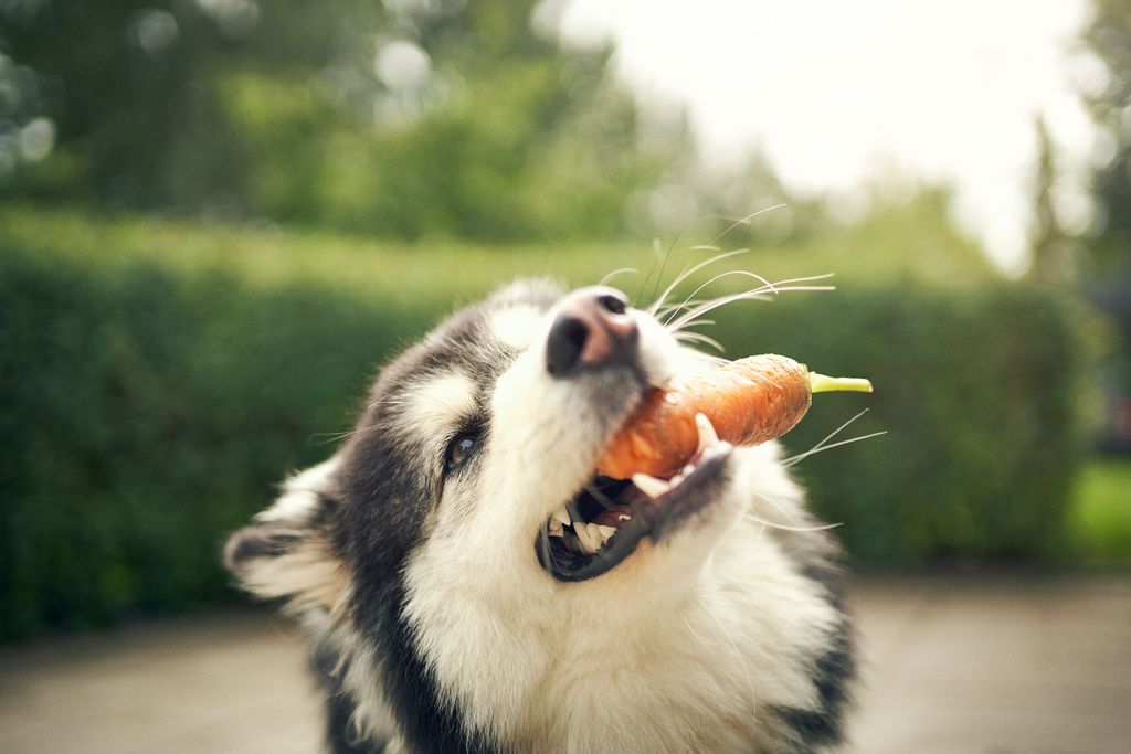 Hund med gulrot i munnen