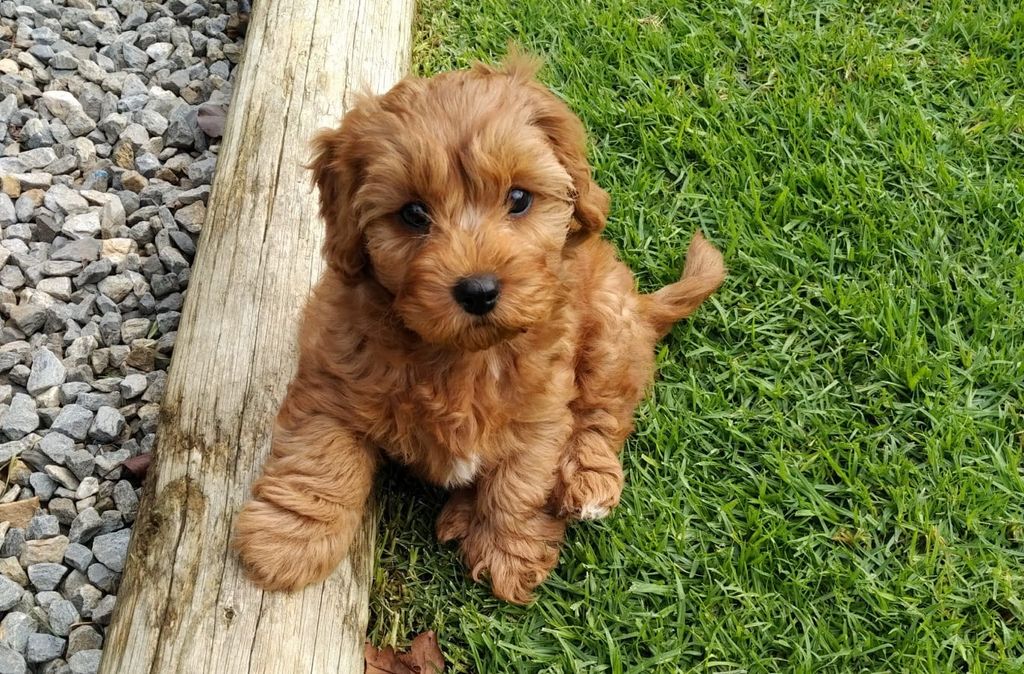 Cavapoo slapper av på en gressplen