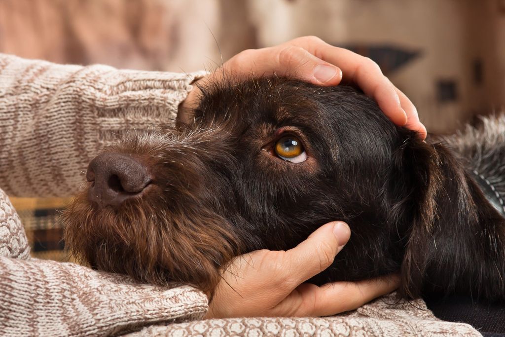 Hund som blir klappet på hodet