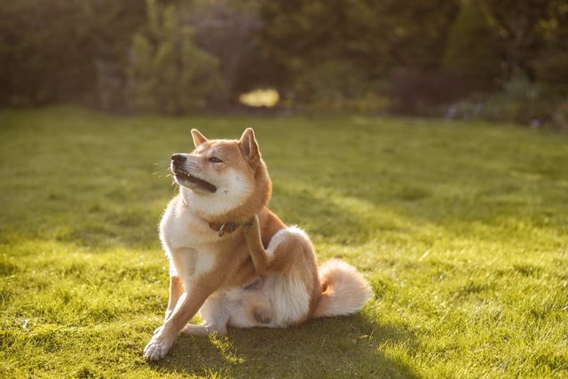 At hunden klør seg uvanlig mye kan være et tegn på kløe.