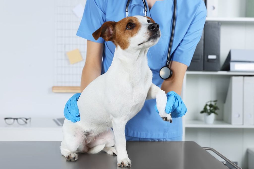 Hund hos veterinæren