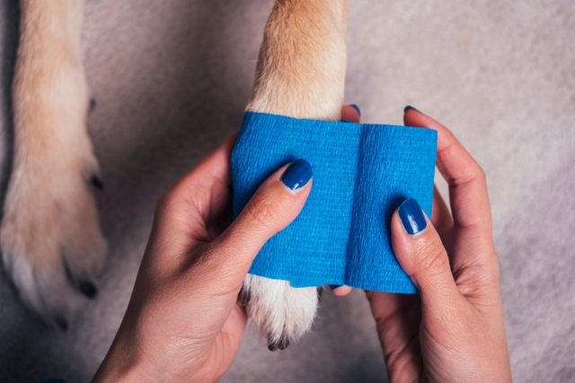 Hund som får bandasje på en sårskade