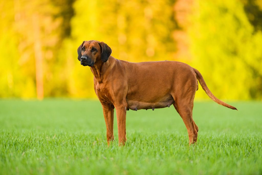 Hund og dame som koser