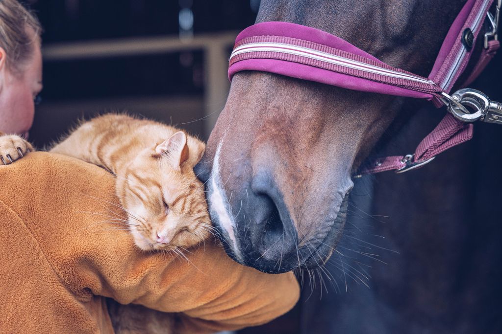  En katt og en hest