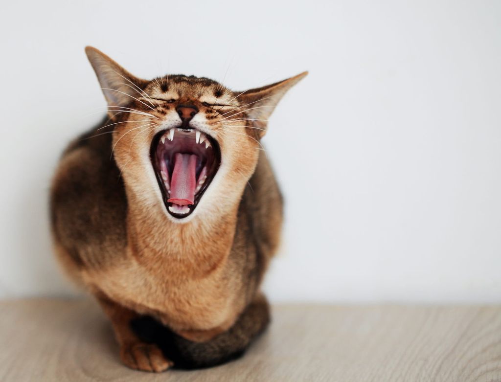Brun katt som mjauer