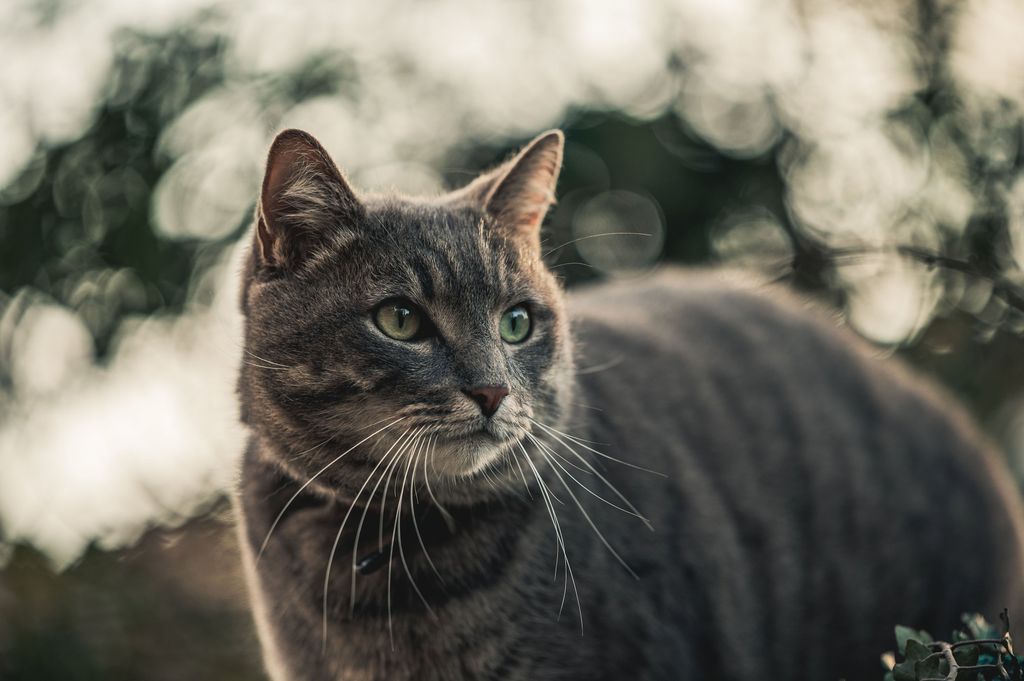 Person som holder en katt